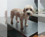 Small #4 Poodle (Miniature) Mix