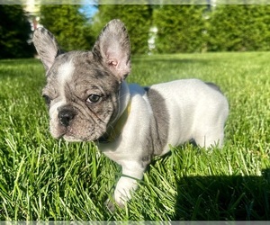 French Bulldog Puppy for sale in SOUTH PLAINFIELD, NJ, USA