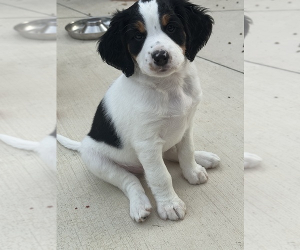 Medium Photo #4 Bernedoodle-Doodle Mix Puppy For Sale in GREENVILLE, OH, USA