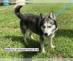 Small #1 Huskies  Mix