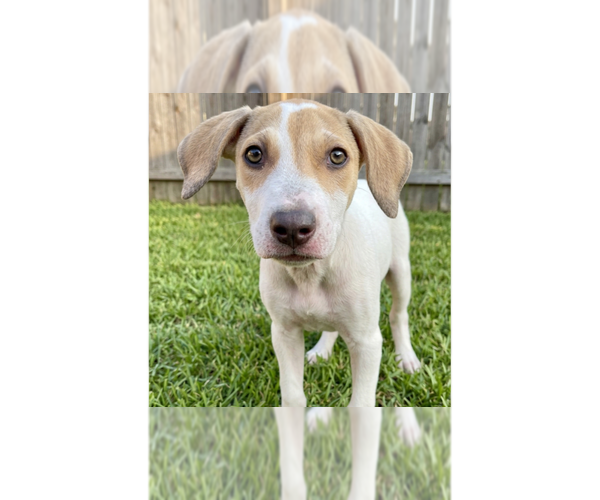 Medium Photo #1 Labrador Retriever-Unknown Mix Puppy For Sale in Grovertown, IN, USA
