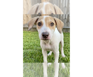 Labrador Retriever-Unknown Mix Dogs for adoption in Grovertown, IN, USA