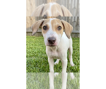 Small Labrador Retriever Mix