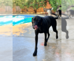 Small #1 Labrador Retriever Mix