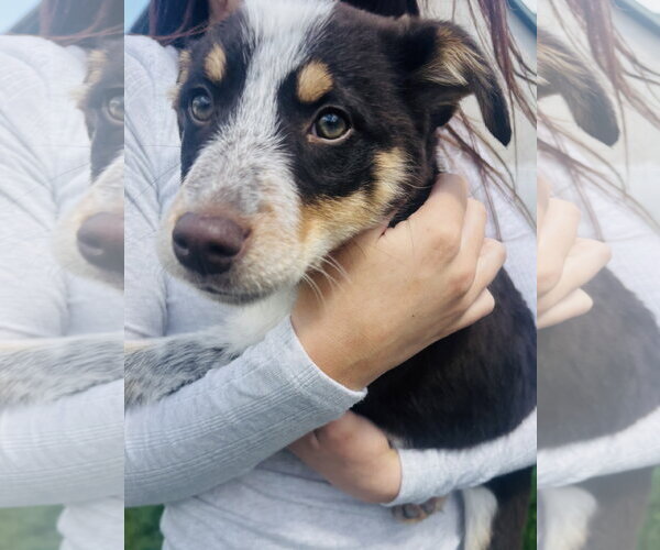 Medium Photo #7 Mutt Puppy For Sale in Sandy, UT, USA