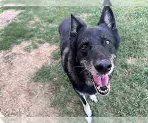 German Shepherd Dog-Unknown Mix Dogs for adoption in Plano, TX, USA