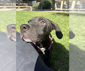 Mutt Dogs for adoption in Riverside, CA, USA