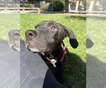 POPPY - Female Mutt Dog for Adoption - Small photo