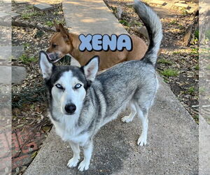 Xena #blue-eyed-beauty - Female Siberian Husky-Unknown Mix Dog for Adoption - Photo #7