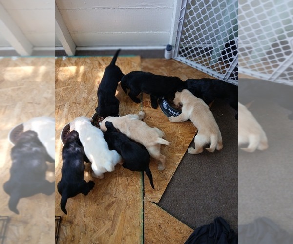 Medium Photo #11 Goldador Doodle Puppy For Sale in GIBSONVILLE, NC, USA