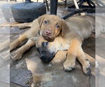 Small #9 Golden Retriever Mix