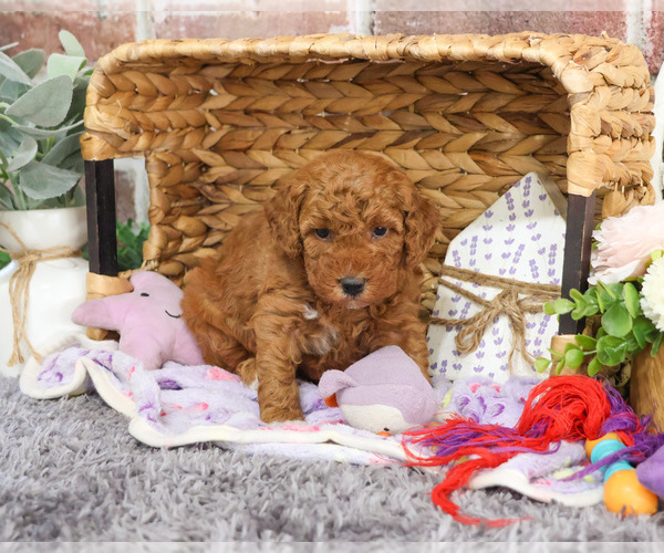 Medium Photo #25 Goldendoodle Puppy For Sale in SYRACUSE, IN, USA