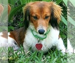 Small Photo #1 Dachshund Puppy For Sale in GOSHEN, AL, USA