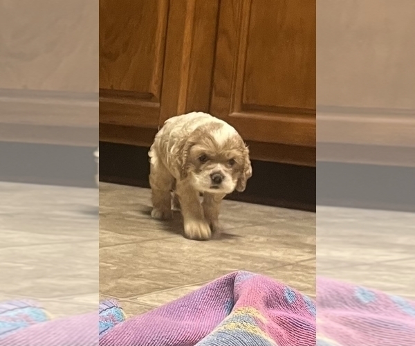 Medium Photo #5 Cocker Spaniel Puppy For Sale in TRINITY, NC, USA