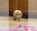 Small #4 Cocker Spaniel