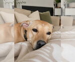 Small Photo #11 Labrador Retriever-Unknown Mix Puppy For Sale in Euless, TX, USA