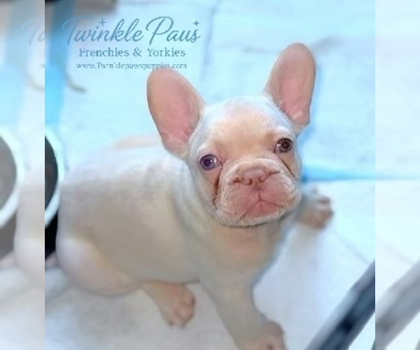 Medium Photo #1 French Bulldog Puppy For Sale in POWDER SPRINGS, GA, USA