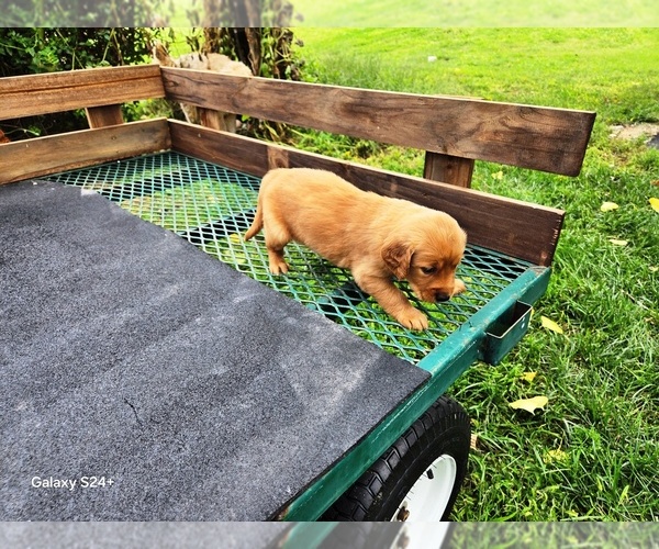 Medium Photo #5 Golden Retriever Puppy For Sale in LEON, KS, USA