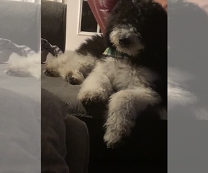 Sheepadoodle Puppy for sale in SPARTANBURG, SC, USA