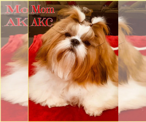 Mother of the Shih Tzu puppies born on 01/27/2024