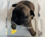 Small Photo #17 French Bulldog Puppy For Sale in EDISON, NJ, USA