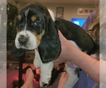 Small #5 Basset Hound