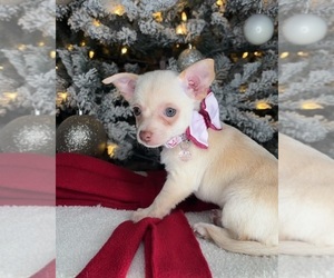 Chihuahua Puppy for sale in CHARLOTTE, NC, USA