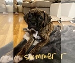 Small Photo #8 Boxer Puppy For Sale in COLUMBUS, OH, USA