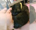 Small Photo #2 Bouvier Des Flandres-Poodle (Standard) Mix Puppy For Sale in LAKELAND, FL, USA