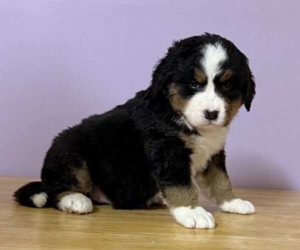 Medium Photo #3 Bernese Mountain Dog Puppy For Sale in WITHEE, WI, USA