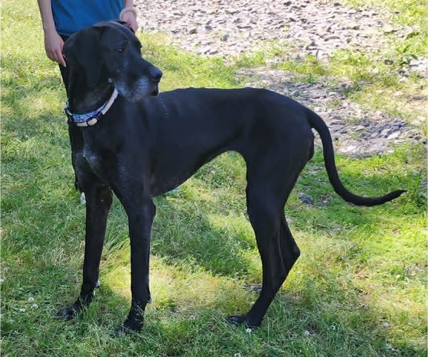 Medium Photo #2 Great Dane-Unknown Mix Puppy For Sale in Wetumpka, AL, USA