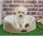 Small #12 Poodle (Toy)-West Highland White Terrier Mix