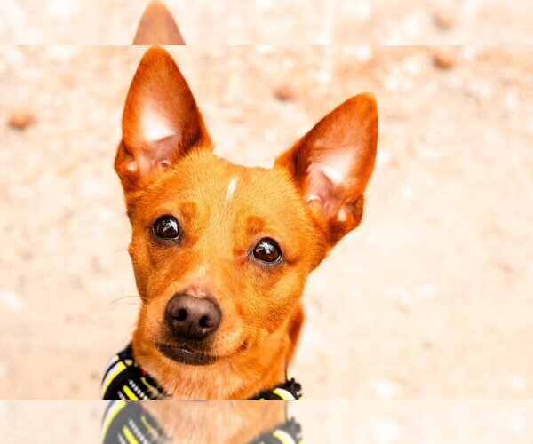 Medium Photo #5 Chiweenie Puppy For Sale in Ellijay, GA, USA
