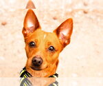 Small #4 Chiweenie