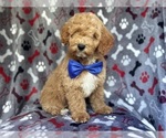 Small #5 Poodle (Miniature)