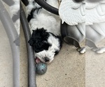 Small #4 Schnoodle (Miniature)