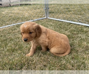 Golden Retriever Puppy for sale in OLATHE, CO, USA