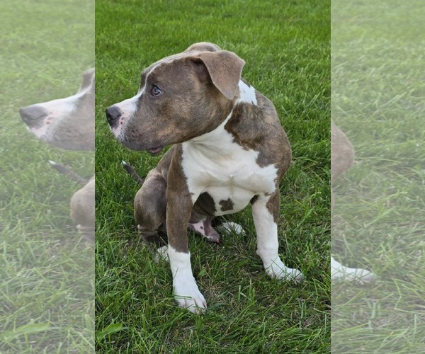 Medium Photo #3 American Pit Bull Terrier-Unknown Mix Puppy For Sale in Germantown, OH, USA