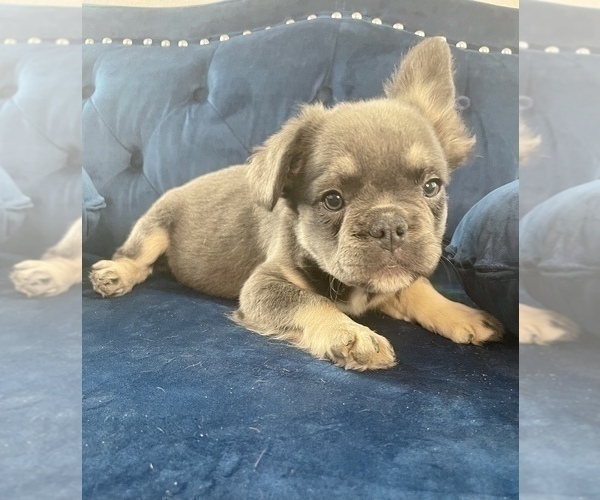 Medium Photo #20 French Bulldog Puppy For Sale in WILSON, WY, USA