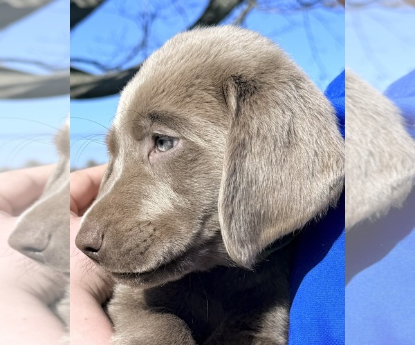 Medium Photo #12 Labrador Retriever Puppy For Sale in DELEVAN, NY, USA