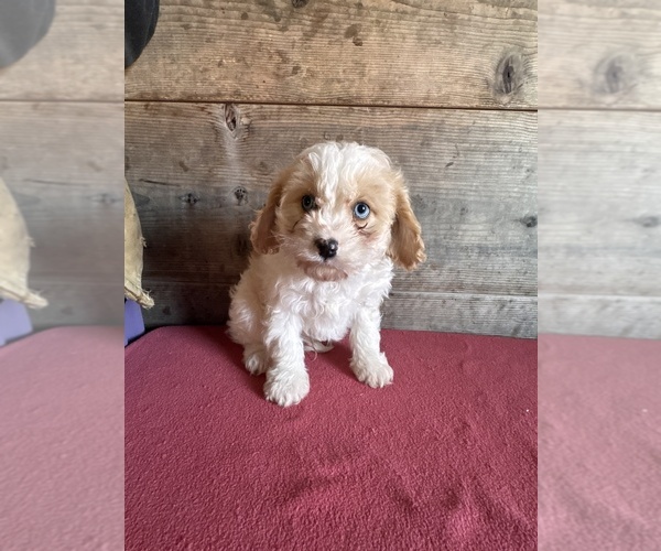 Medium Photo #6 Cavapoo (Miniature) Puppy For Sale in VERMONTVILLE, MI, USA