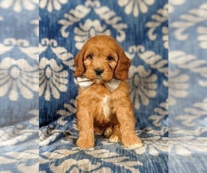Cock-A-Poo Puppy for sale in CHRISTIANA, PA, USA