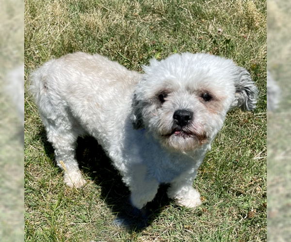 Medium Photo #8 ShihPoo Puppy For Sale in Arlington, VA, USA