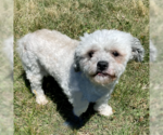 Small #7 ShihPoo