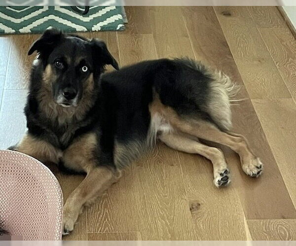 Medium Photo #3 Australian Shepherd-German Shepherd Dog Mix Puppy For Sale in Alvin, TX, USA
