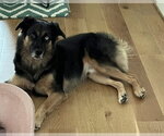 Small Photo #3 Australian Shepherd-German Shepherd Dog Mix Puppy For Sale in Alvin, TX, USA