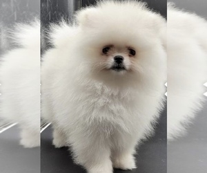 Pomeranian Puppy for sale in CANE RIDGE, TN, USA
