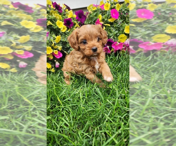 Medium Photo #14 Cavapoo (Toy) Puppy For Sale in GREENWOOD, WI, USA