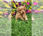 Puppy Prince Cavapoo (Toy)