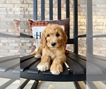 Small #2 Goldendoodle